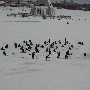 002975ru_ch