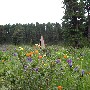 004451ru_ch